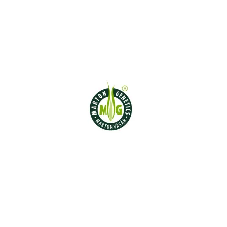 Seminte porumb Dalamer - Marton Genetics 70.000 boabe