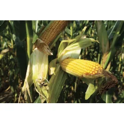 Seminte de porumb Marton Genetics KOREGRAF 70.000 boabe