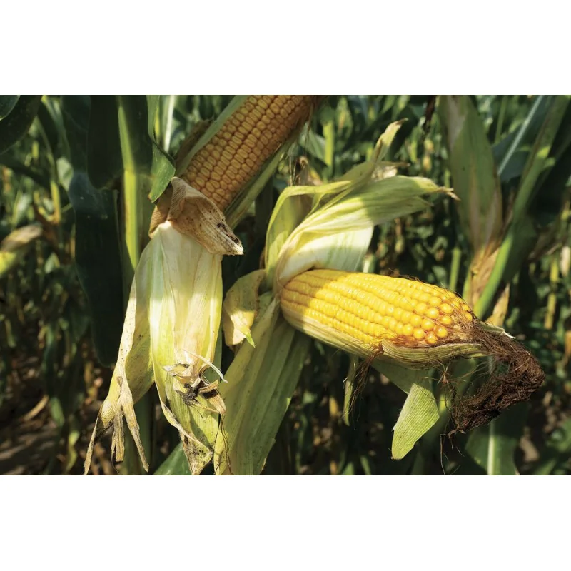 Seminte de porumb Marton Genetics KOREGRAF 70.000 boabe