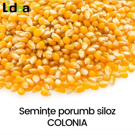 Seminte porumb Siloz - Colonia - Lidea