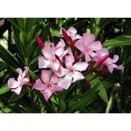 Nerium oleander medii