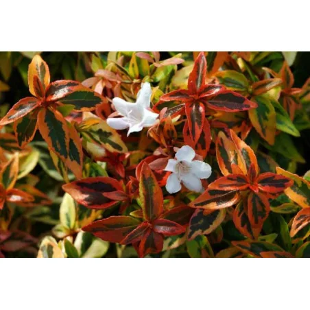 Abelia Variegate - Grandiflora