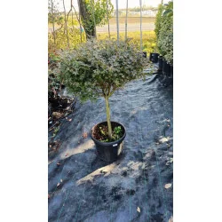 Acer Palmatum Ottoime 30 LT -Artar japonez