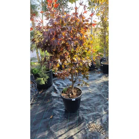 Acer Palmatum Blood Good V35 - Artar japonez