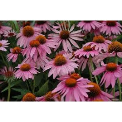🌺 Echinacea purpurea ‘Magnus’ – Floare Perennială cu Rezistență Ridicată | www.plantmaster.ro