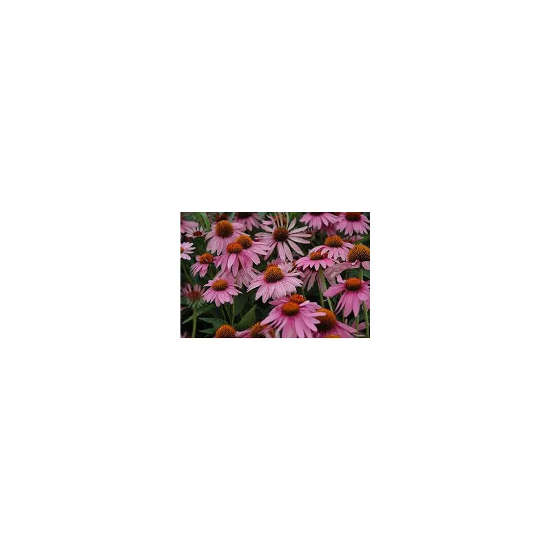 🌺 Echinacea purpurea ‘Magnus’ – Floare Perennială cu Rezistență Ridicată | www.plantmaster.ro