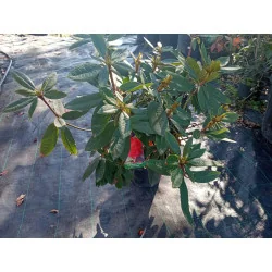 Rhododendron