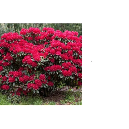 Azalea - Azalea japoneza