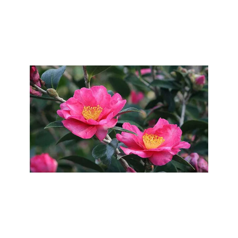 Camelia Sasanqua H180 cm - Camelie de Craciun