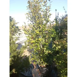 Camelia Sasanqua H180 cm - Camelie de Craciun