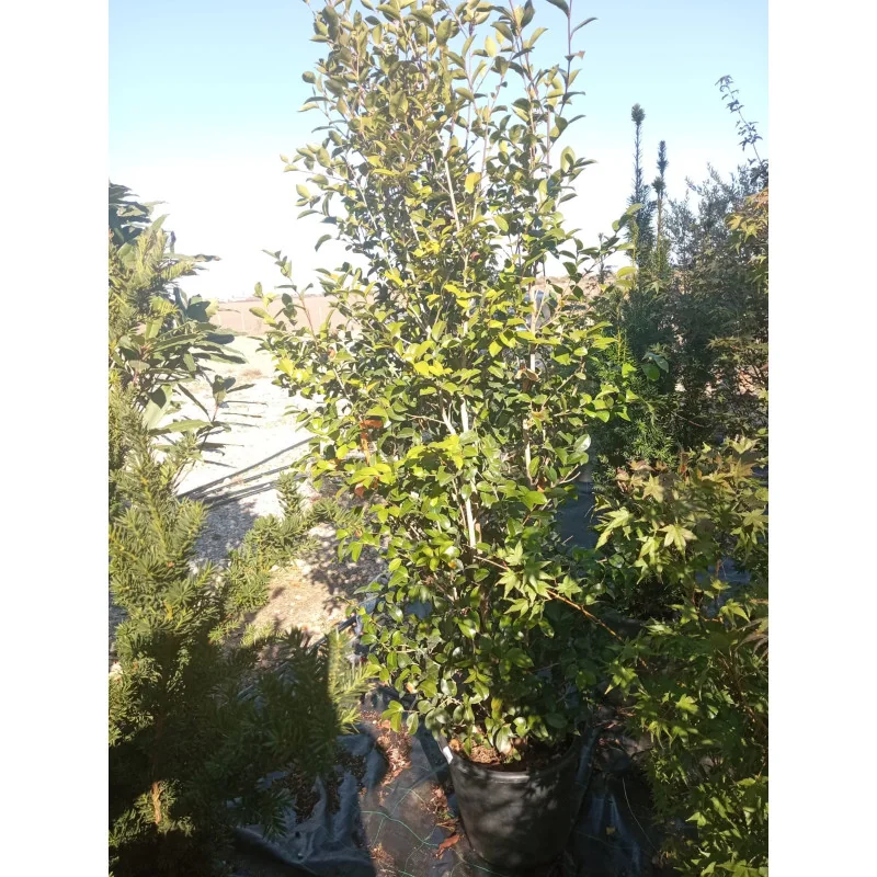Camelia Sasanqua H180 cm - Camelie de Craciun