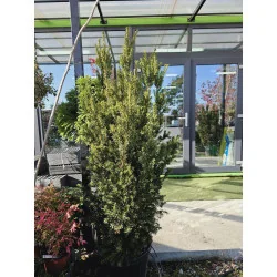 Taxus Media Hillii - Conifer Elegant pentru Garduri Vii, Rezistent și Versatil - Tisa Japoneza