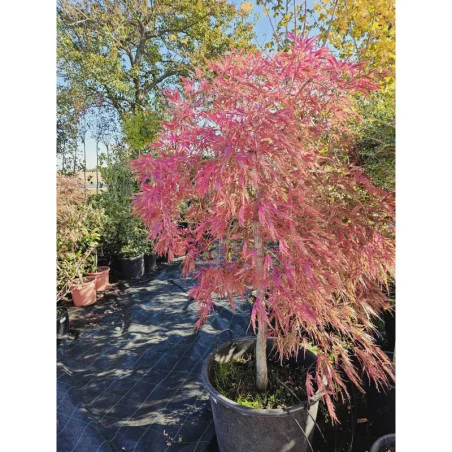 Acer Palmatum Dissectum Garnet 140 cm -160cm - Artar japonez