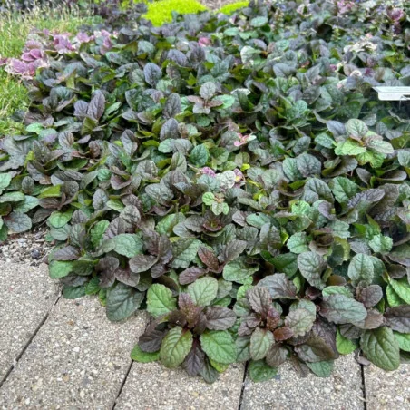 Ajuga Reptans - Vinerita