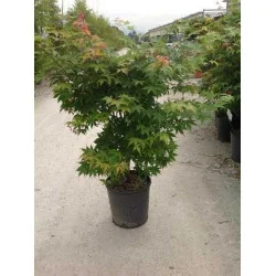 Acer palmatum Verde 1.6m– Arțar Japonez cu Frunziș Verde Delicat și Culori Spectaculoase Toamna 🍁🌿