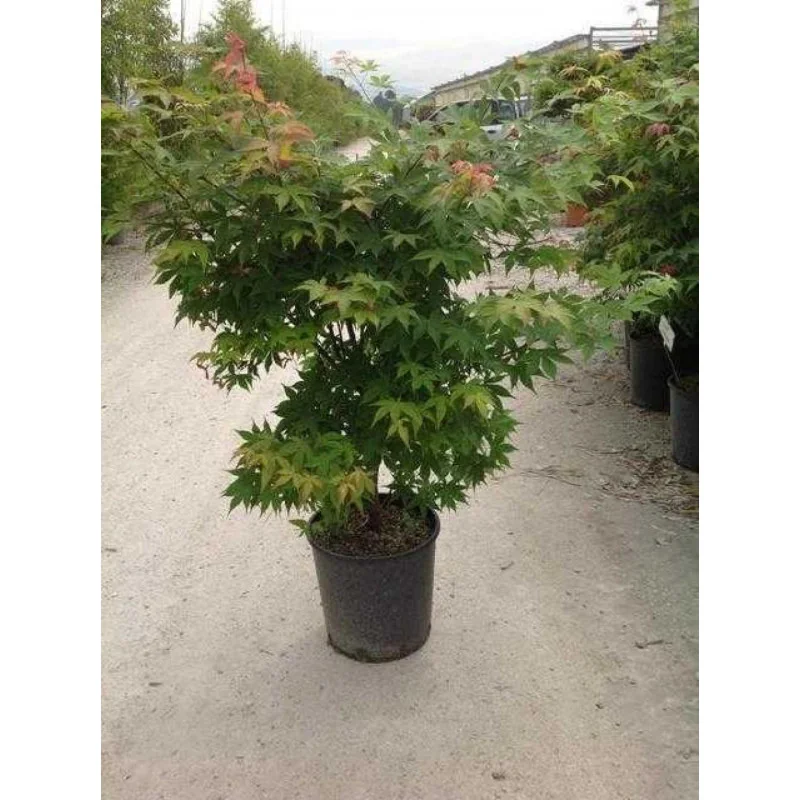 Acer palmatum Verde 1.6m– Arțar Japonez cu Frunziș Verde Delicat și Culori Spectaculoase Toamna 🍁🌿