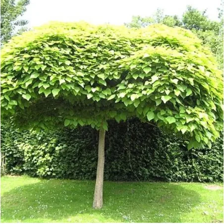 Catalpa Bungei