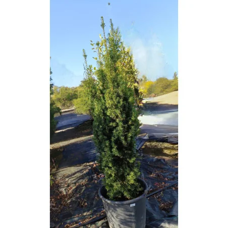 Taxus Media Stricta Viridis 170/180 cm - Tisa Japoneza