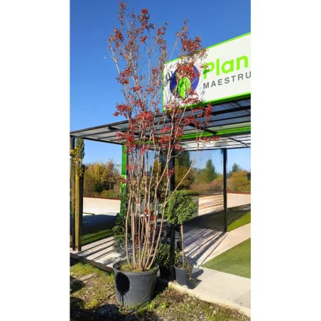 Lagerstroemia V120 LT Roz - Liliac indian