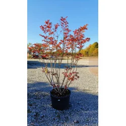 Lagerstroemia V120 LT Alb - Liliac indian