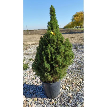 Picea Albertiana Conica