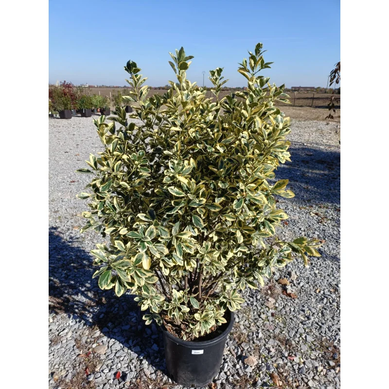Euonymus V30 -Salba