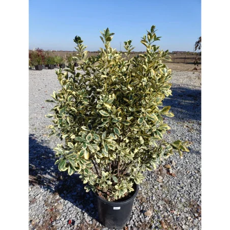 Euonymus V30 -Salba