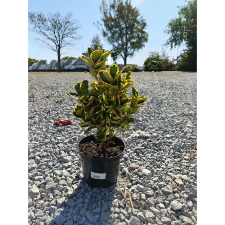 Euonymus Japonicus Aureomarginata - Salba
