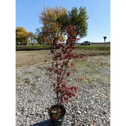 Acer palmatum Fire Glow 1.2 m-1.4m – Arțar Japonez cu Frunziș Roșu Aprins, Spectacol de Culoare în Grădina Ta 🍁🔥