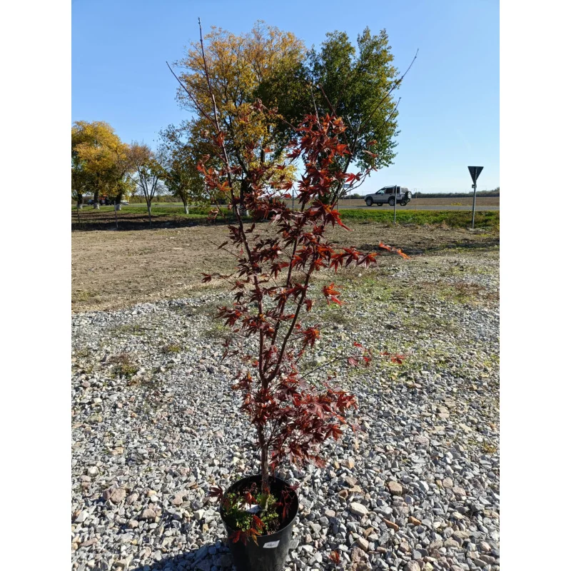 Acer palmatum Fire Glow 1.2 m-1.4m – Arțar Japonez cu Frunziș Roșu Aprins, Spectacol de Culoare în Grădina Ta 🍁🔥