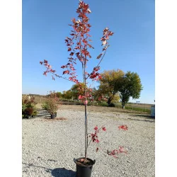 Acer Rubrum M45 H300 - Artar japonez