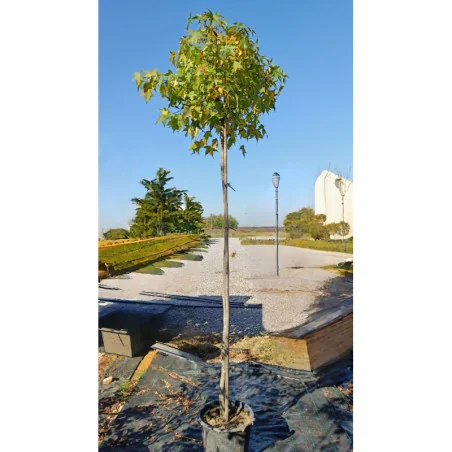 Liquidambar Gum Ball - Arbore de guma