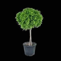 🌿 Cryptomeria japonica ‘Globosa Nana’ pe tulpină – conifer decorativ deosebit pentru grădini elegante
