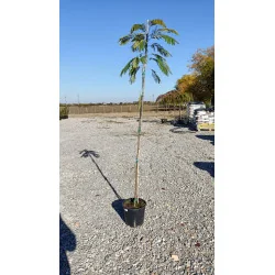 Albitsia Julibrisin V28 H220 -Arbore de Mătase cu frunze exotice și flori roz-puf