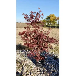 Acer Palmatum Blood Good 15 LT - Artar japonez
