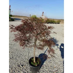 Acer palmatum Dissectum Garnet 1m – Arțar Japonez Pletos cu Frunziș Roșu-Purpuriu Spectaculos 🍁✨