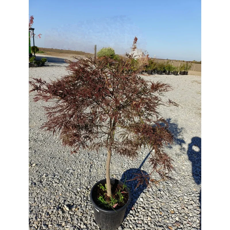 Acer palmatum Dissectum Garnet 1m – Arțar Japonez Pletos cu Frunziș Roșu-Purpuriu Spectaculos 🍁✨