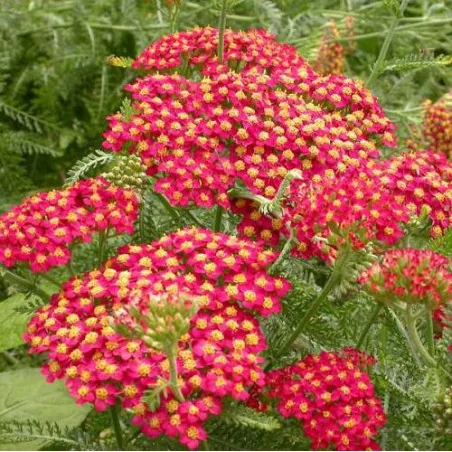 Achillea Skysail Red- Coada soricelului
