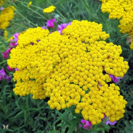 Achillea Millefolium Skysail Yellow - Coada soricelului