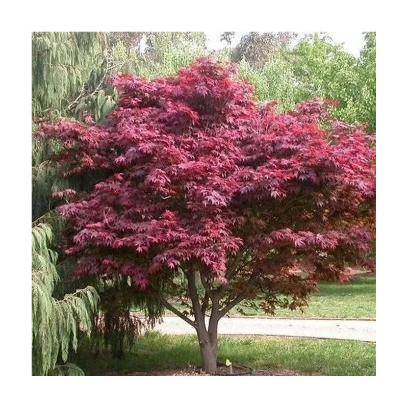 Acer Palmatum Blood Good 100-140cm - Artar japonez