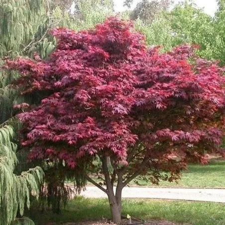 Acer Palmatum Blood Good 100-140cm - Artar japonez