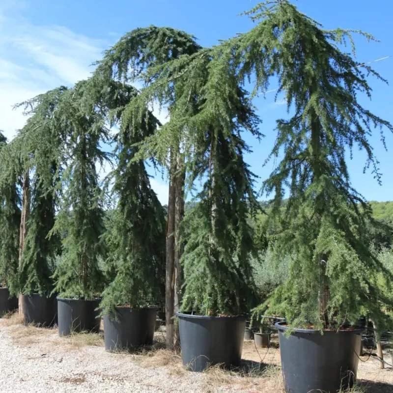 🌲 Cedrus atlantica ‘Glauca Pendula’ – cedru albastru plângător, super înalt (2,7 m)