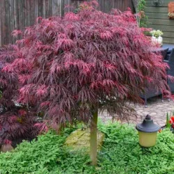Acer palmatum Dissectum Garnet 1m – Arțar Japonez Pletos cu Frunziș Roșu-Purpuriu Spectaculos 🍁✨