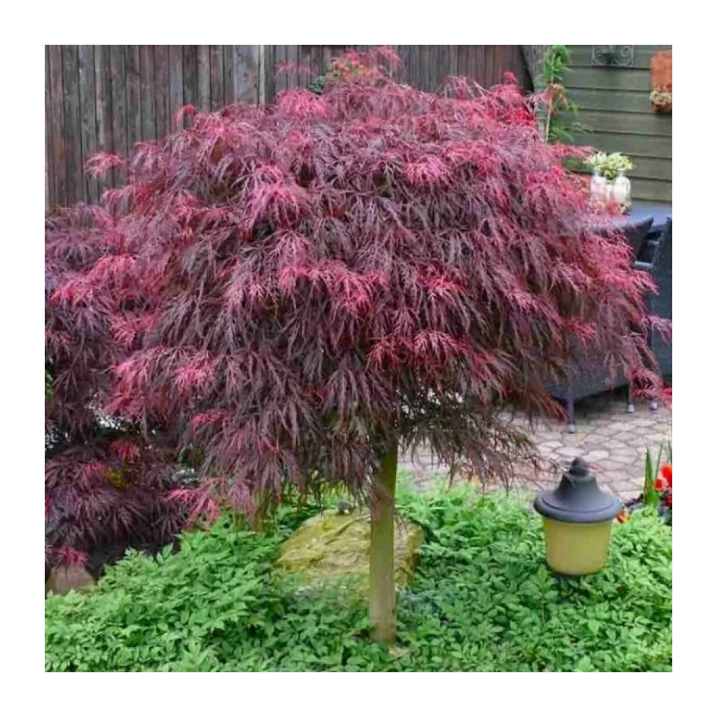 Acer palmatum Dissectum Garnet 1m – Arțar Japonez Pletos cu Frunziș Roșu-Purpuriu Spectaculos 🍁✨