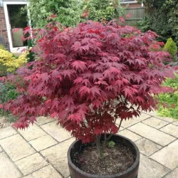 Acer Palmatum Blood Good 15 LT - Artar japonez