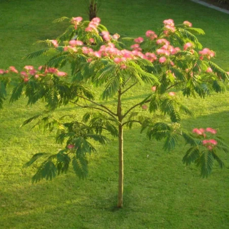 Albitsia Julibrisin V28 H220 -Arbore de Mătase cu frunze exotice și flori roz-puf