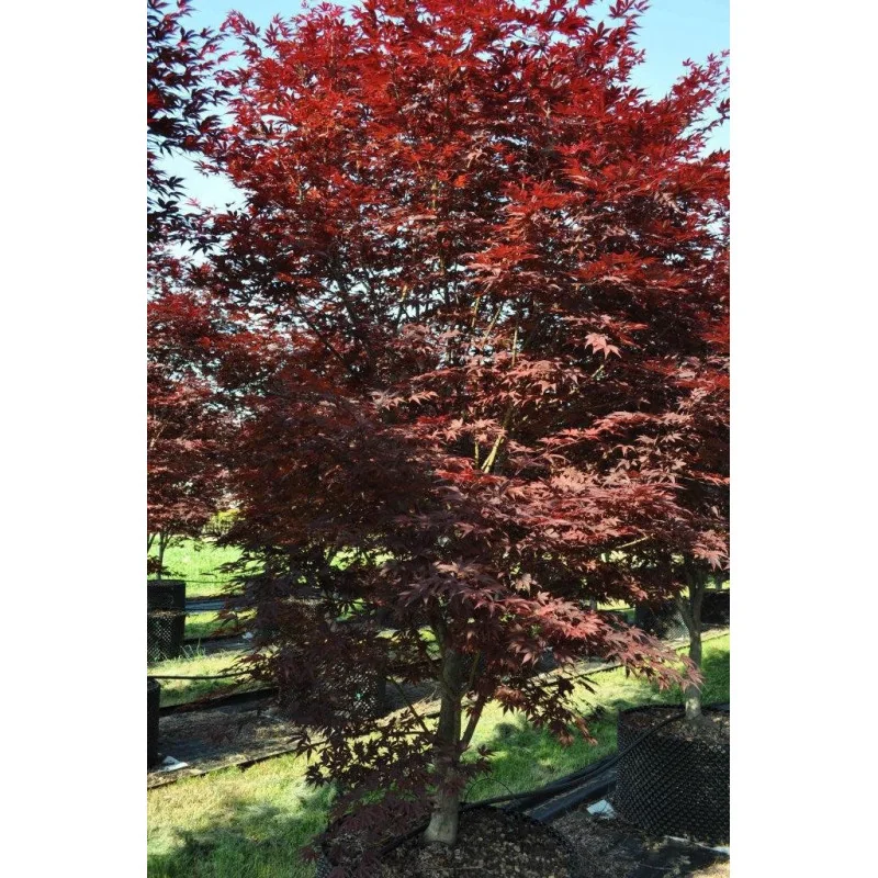 Acer palmatum Fire Glow 1.2 m-1.4m – Arțar Japonez cu Frunziș Roșu Aprins, Spectacol de Culoare în Grădina Ta 🍁🔥