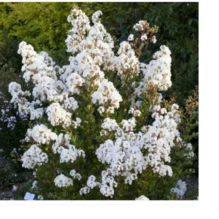 Lagerstroemia V120 LT Alb - Liliac indian