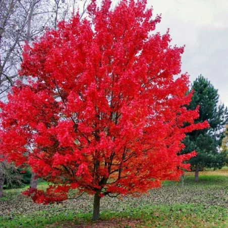 Acer Rubrum M45 H300 - Artar japonez