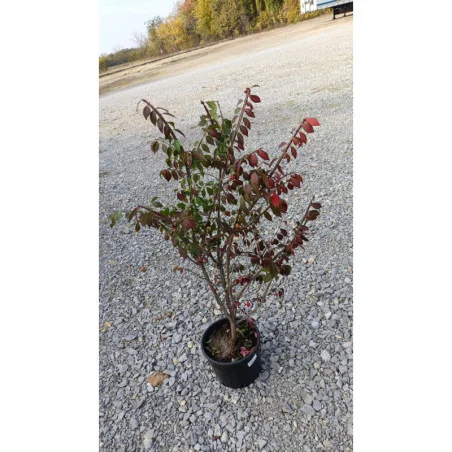 Euonymus Alatus- Salbă